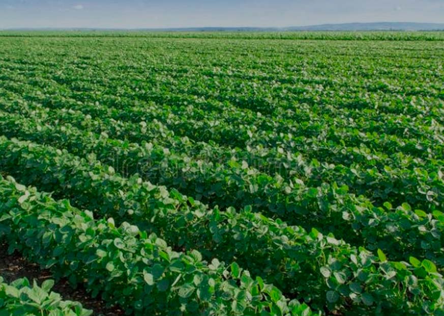 Campos Agropecuarios